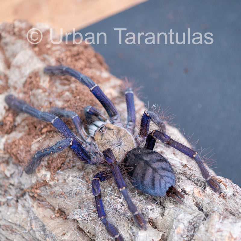 Singapore Blue - Omothymus violaceopes| Urban Tarantulas