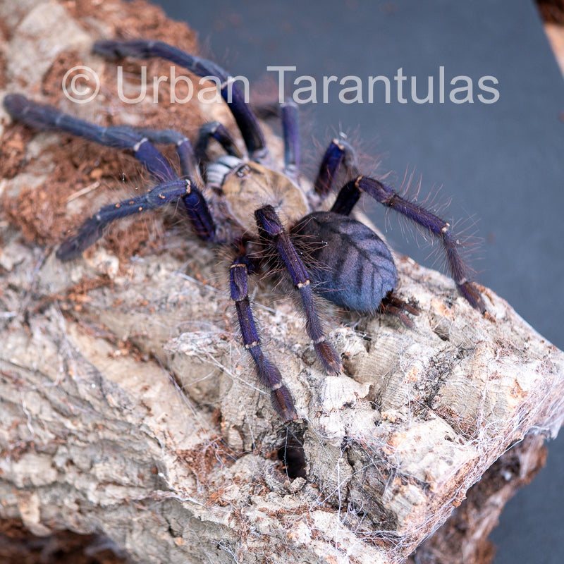 Singapore Blue - Omothymus violaceopes| Urban Tarantulas