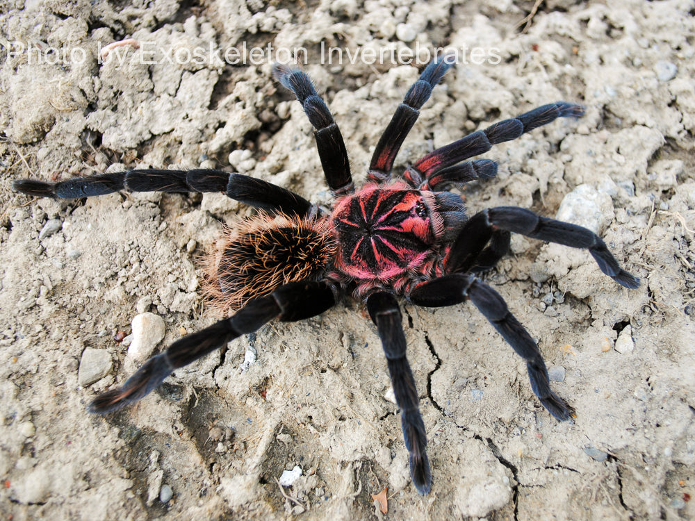 Xenesthis Tarantulas - for sale - Females Males and Pairs available| Urban  Tarantulas