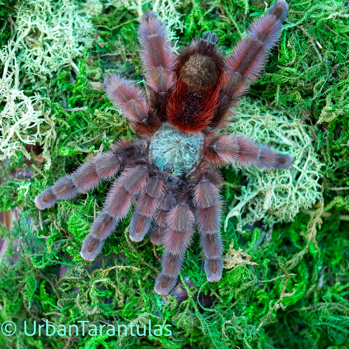 My Caribena versicolor ( Dunie) finally showing her adult colors. :  r/tarantulas