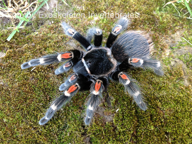 Brachypelma auratum Mexican Flame Knee Urban Tarantulas