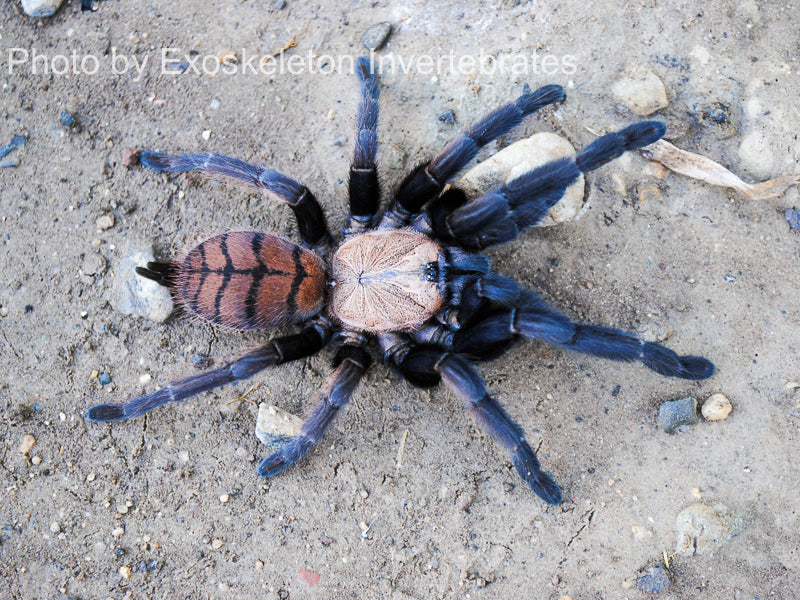 Стоковые фотографии по запросу Tarantula spiders