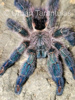 Ybyrapora diversipes - Amazon Sapphire Pinktoe