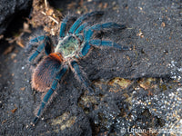 Dolichothele diamantinensis - Brazilian Blue Dwarf Beauty