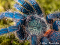 Dolichothele diamantinensis - Brazilian Blue Dwarf Beauty