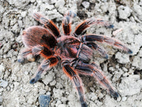 Grammostola rosea red - Chilean Rosehair tarantula