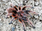 Grammostola rosea red - Chilean Rosehair tarantula