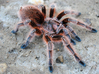 Grammostola rosea red - Chilean Rosehair tarantula