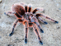 Grammostola rosea red - Chilean Rosehair tarantula