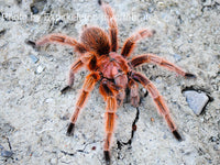 Grammostola rosea red - Chilean Rosehair tarantula