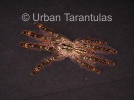 Poecilotheria Rufilata - Red Slate Ornamental Tarantula