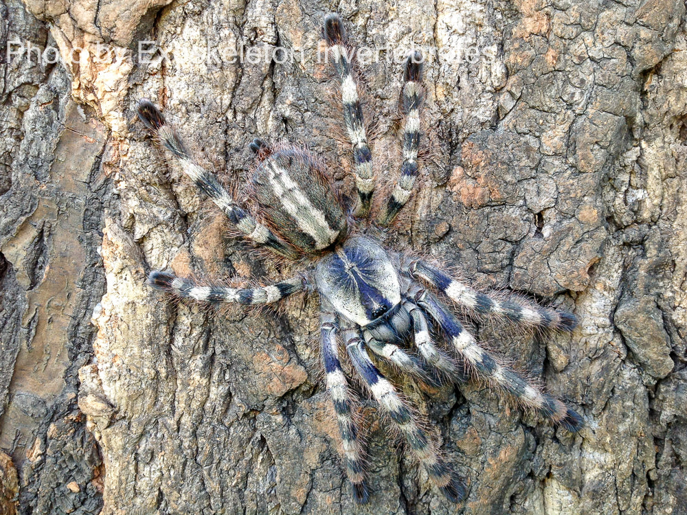 Poecilotheria formosa - Salem Ornamental Tarantula| Urban Tarantulas