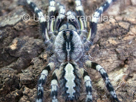 Poecilotheria regalis - Indian Ornamental Tarantula