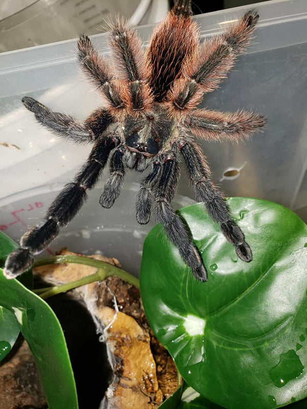 Psalmopoeus victori - Darth Maul Mexican Half and Half| Urban Tarantulas