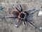 Lasiadora parahybana - Salmon Pink Birdeater tarantula