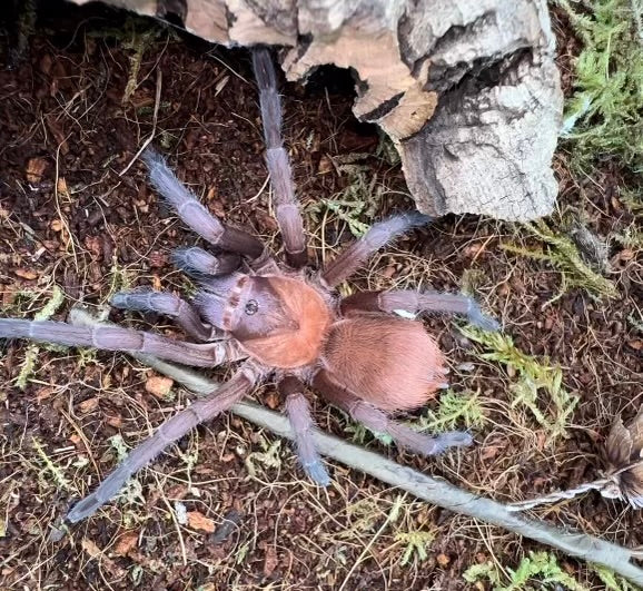 Citharacanthus cyaneus - Orange and Violet Masked Tarantula| Urban  Tarantulas