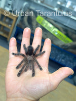 Avicularia merianae - Peruvian Pinktoe tarantula