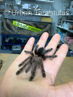 Avicularia merianae - Peruvian Pinktoe tarantula