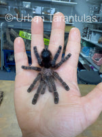 Avicularia merianae - Peruvian Pinktoe tarantula