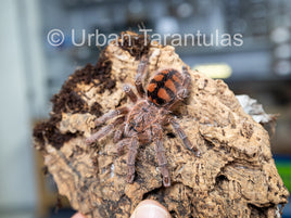 Avicularia minatrix - Venezuelan Red-stripe Pinktoe "red slate"