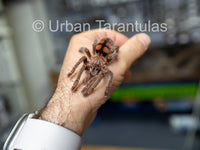 Avicularia minatrix - Venezuelan Red-stripe Pinktoe "red slate"