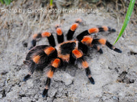 Brachypelma annitha - Mexican Giant Orange Beauty