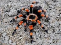 Brachypelma annitha - Mexican Giant Orange Beauty