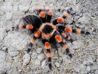 Brachypelma annitha - Mexican Giant Orange Beauty