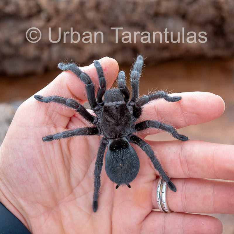 Brazilian Black Tarantula - Grammostola Pulchra – Urban Tarantulas