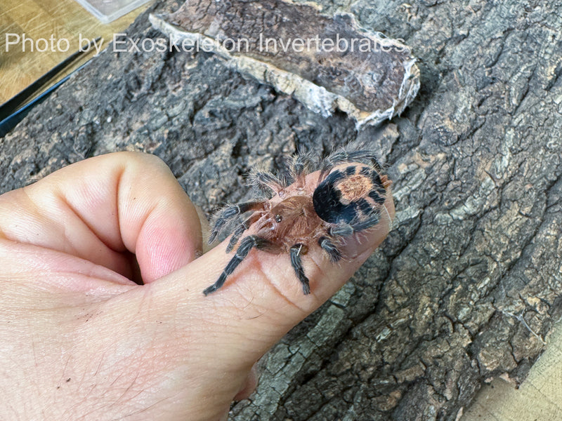 Cyriocosmus perezmilesi - Bolivian dwarf beauty tarantula| Urban Tarantulas