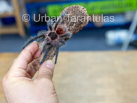 Grammostola iheringi - Entre Rios Tarantula