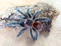 Grammostola iheringi - Entre Rios Tarantula