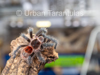 Grammostola iheringi - Entre Rios Tarantula