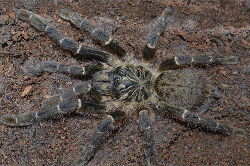 OBT - Kigoma - Pterinochilus murinus| Urban Tarantulas