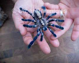 Poecilotheria metallica tarantula - Gooty Sapphire Ornamental