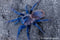 pterinopelma sazimai - The Brazilian Blue Beauty