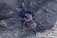 pterinopelma sazimai - The Brazilian Blue Beauty