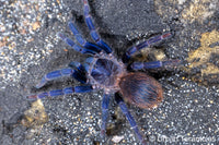 pterinopelma sazimai - The Brazilian Blue Beauty