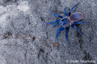 pterinopelma sazimai - The Brazilian Blue Beauty