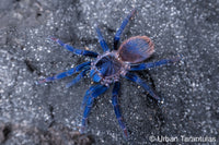 pterinopelma sazimai - The Brazilian Blue Beauty