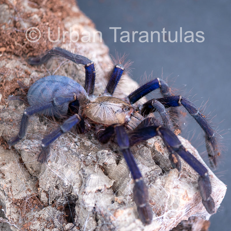 Singapore Blue - Omothymus violaceopes| Urban Tarantulas