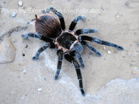 Tliltocatl vagans - Mexican Redrump Tarantula