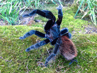 Tliltocatl vagans - Mexican Redrump Tarantula